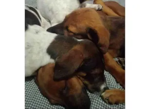 Cachorro raça SRD-ViraLata idade 2 a 6 meses nome Ruby, Luna, chocolate, flock