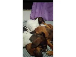Cachorro raça SRD-ViraLata idade 2 a 6 meses nome Ruby, Luna, chocolate, flock