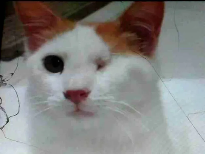 Gato ra a Srd idade 2 a 6 meses nome Migui