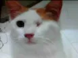 Migui