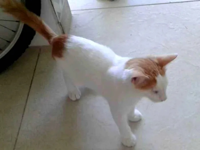 Gato ra a Srd idade 2 a 6 meses nome Migui