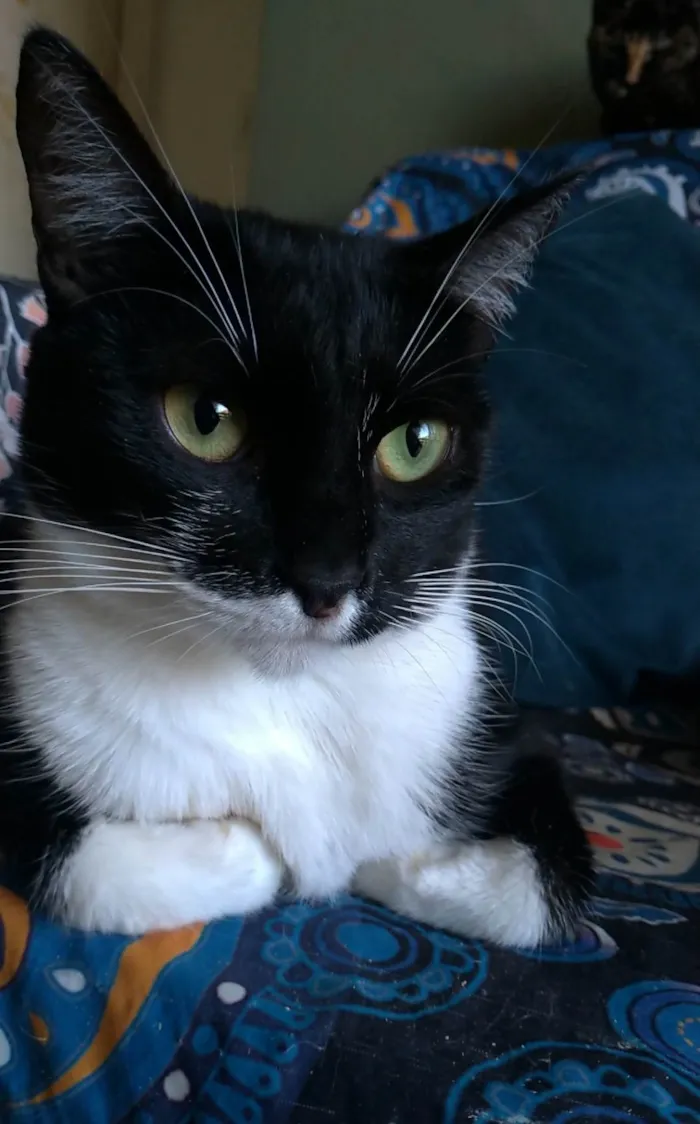 Gato ra a SRD-ViraLata idade 2 anos nome Lika
