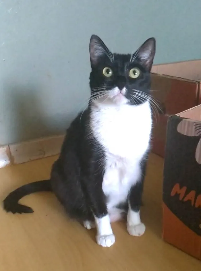 Gato ra a SRD-ViraLata idade 2 anos nome Lika