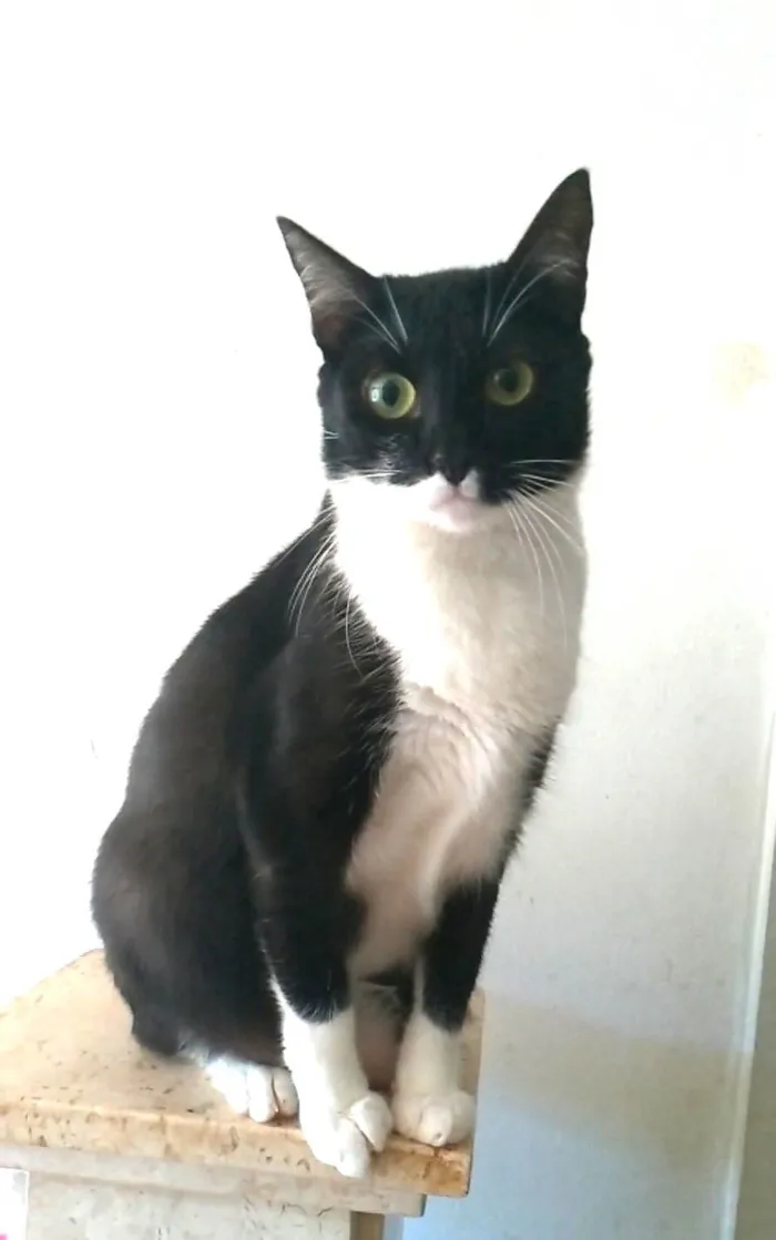 Gato ra a SRD-ViraLata idade 2 anos nome Lika