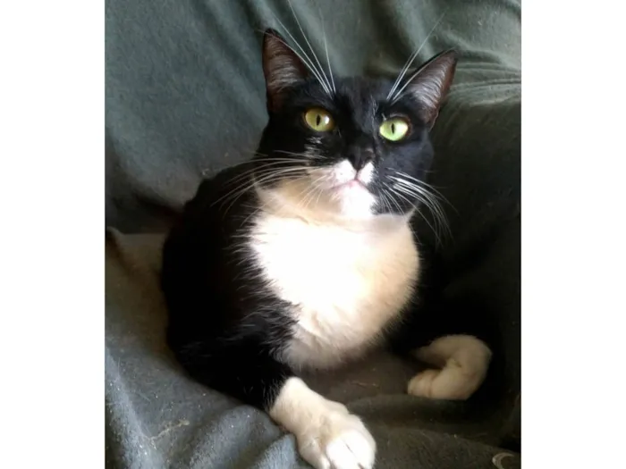 Gato ra a SRD-ViraLata idade 2 anos nome Lika