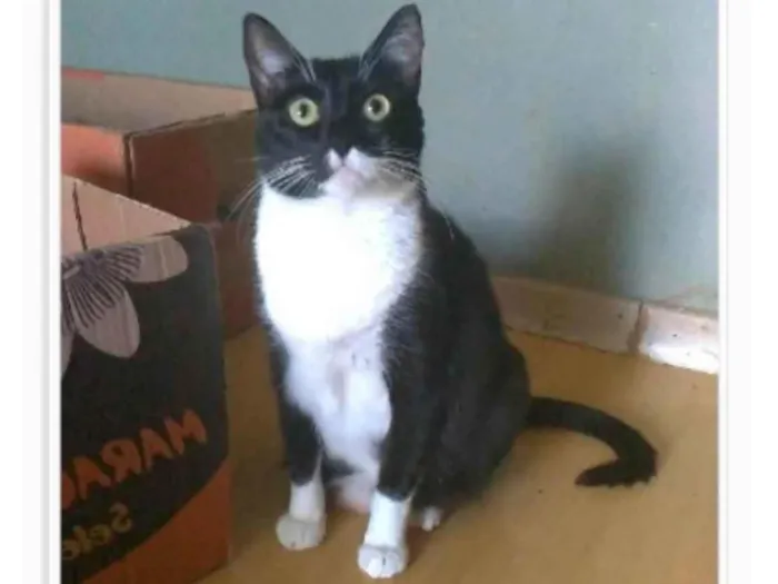 Gato ra a srd frajolinha idade 2 anos nome LIKA