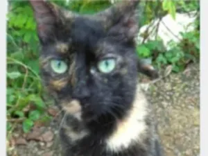 Gato raça srd escaminha rosét  idade 7 a 11 meses nome ISABELE