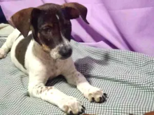 Cachorro raça SRD-ViraLata idade 2 a 6 meses nome Ruby, Luna, chocolate, flock