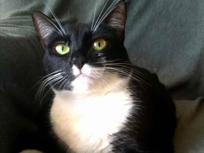 Gato ra a SRD-ViraLata idade 2 anos nome Lika