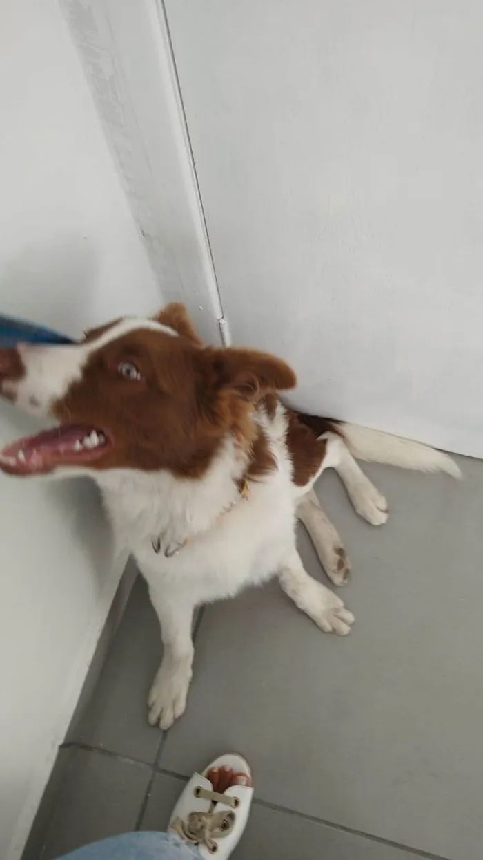 Cachorro ra a Borde collie  idade Abaixo de 2 meses nome Kaerlu