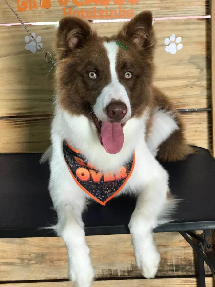 Cachorro ra a Borde collie  idade Abaixo de 2 meses nome Kaerlu