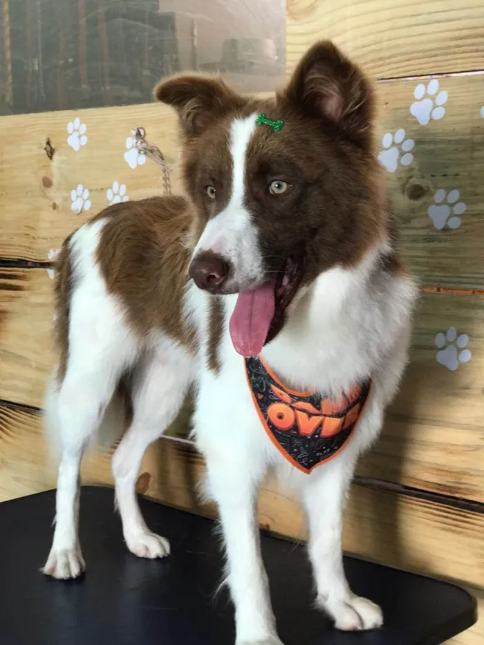 Cachorro ra a Borde collie  idade Abaixo de 2 meses nome Kaerlu