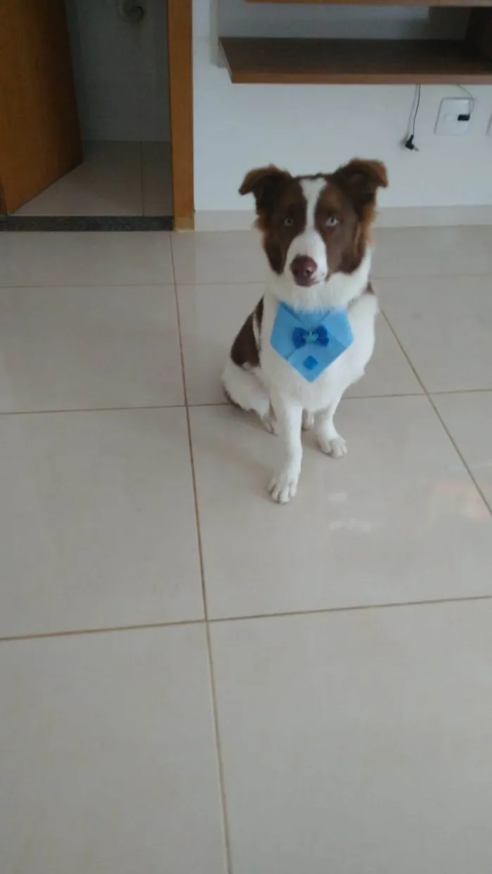 Cachorro ra a Borde collie  idade Abaixo de 2 meses nome Kaerlu