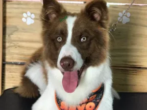 Cachorro raça Borde collie  idade Abaixo de 2 meses nome Kaerlu