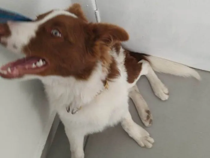 Cachorro ra a Borde collie  idade Abaixo de 2 meses nome Kaerlu