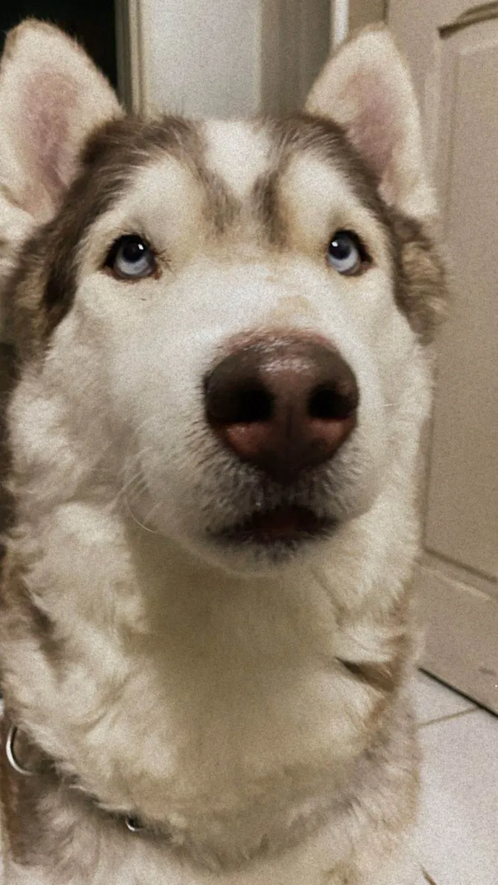 Cachorro ra a Husky Siberiano idade 5 anos nome Thor