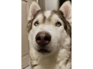 Cachorro raça Husky Siberiano idade 5 anos nome Thor