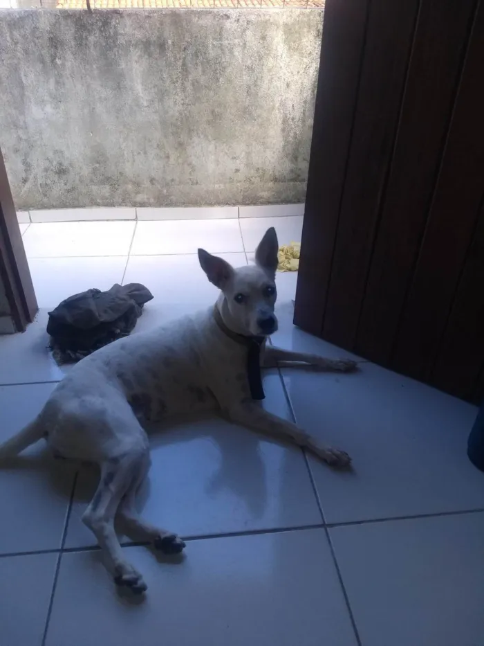 Cachorro ra a SRD-ViraLata idade 1 ano nome Luna