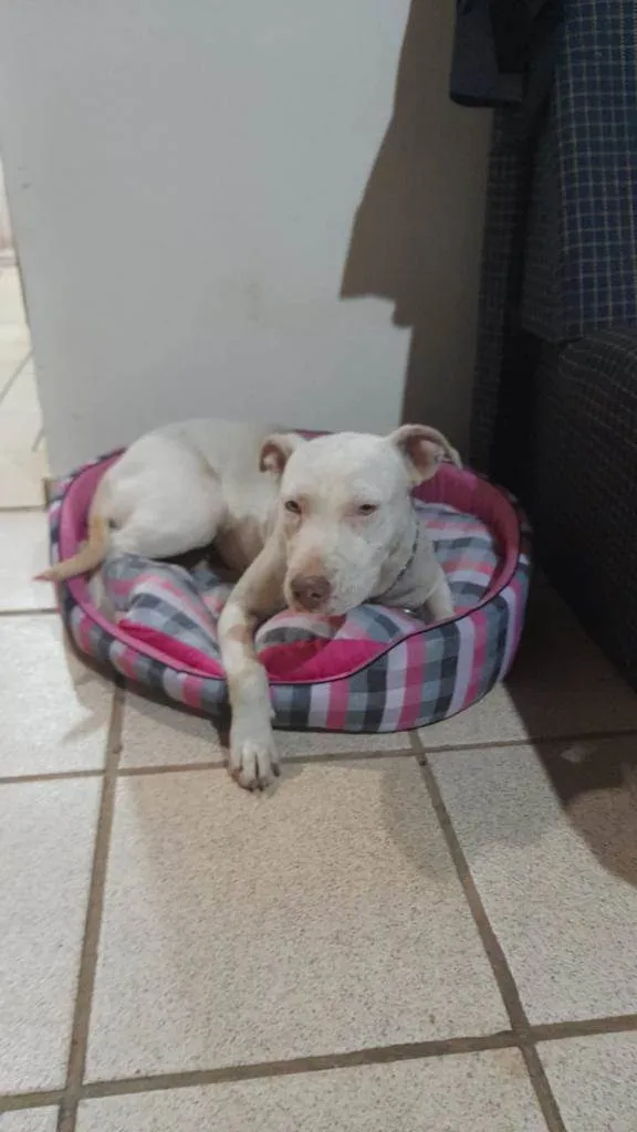 Cachorro ra a Pit-Bull idade 7 a 11 meses nome Vitória 
