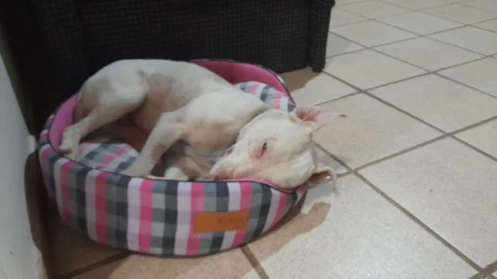 Cachorro ra a Pit-Bull idade 7 a 11 meses nome Vitória 
