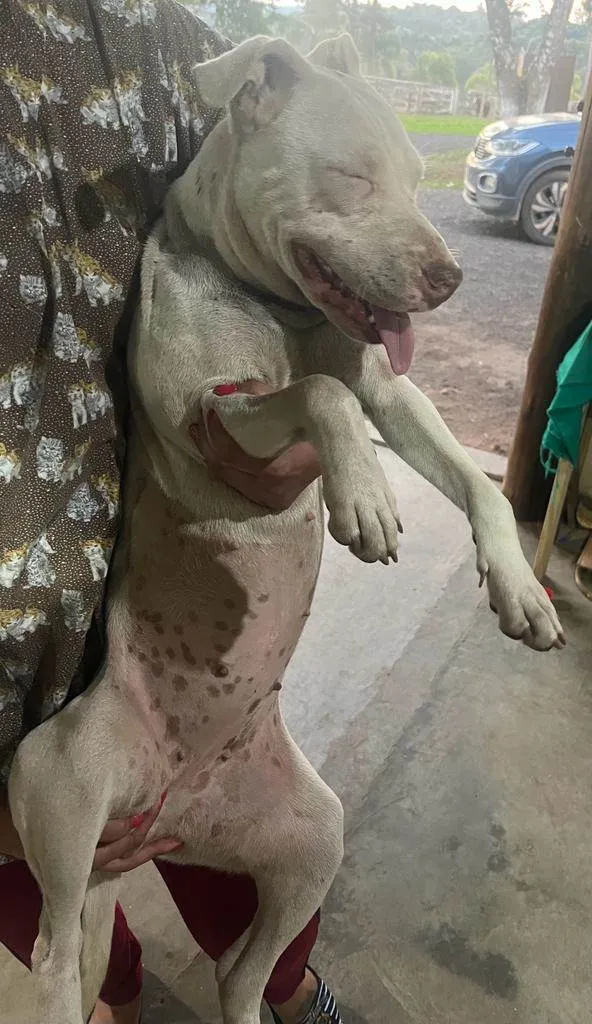 Cachorro ra a Pit-Bull idade 7 a 11 meses nome Vitória 