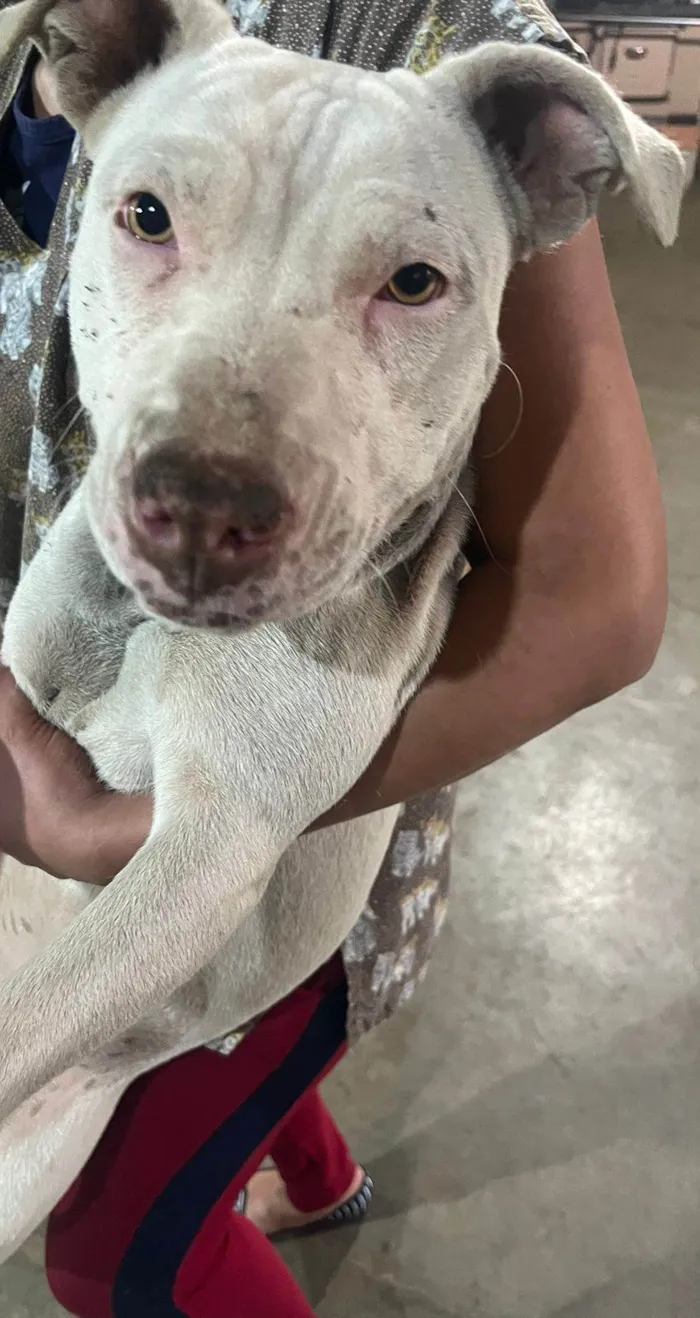 Cachorro ra a Pit-Bull idade 7 a 11 meses nome Vitória 