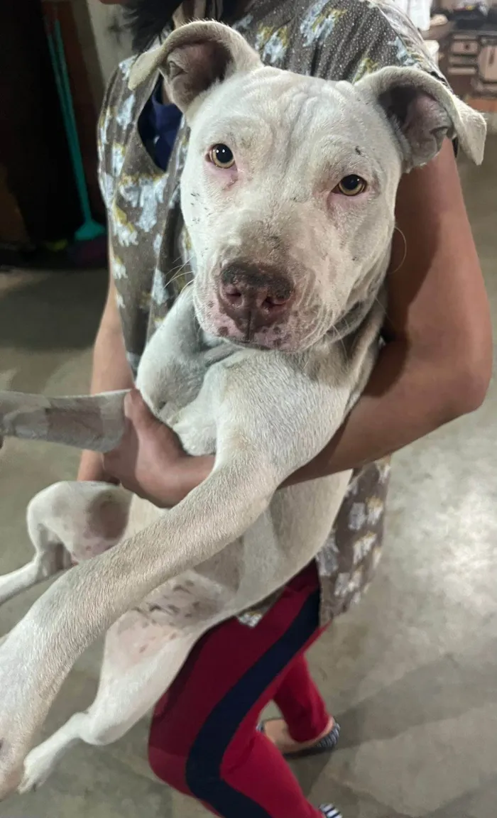 Cachorro ra a Pit-Bull idade 7 a 11 meses nome Vitória 