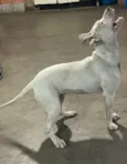 Vitória