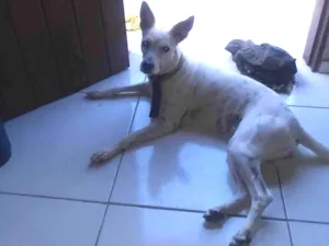 Cachorro raça SRD-ViraLata idade 1 ano nome Luna
