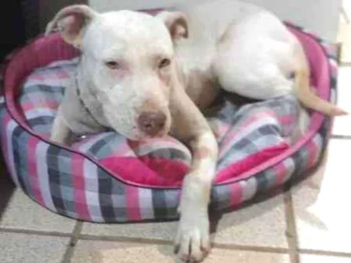 Cachorro ra a Pit-Bull idade 7 a 11 meses nome Vitória 