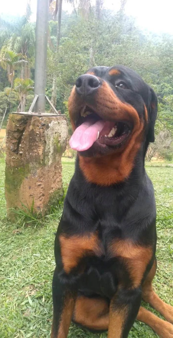 Cachorro ra a R idade 2 anos nome Apollo 