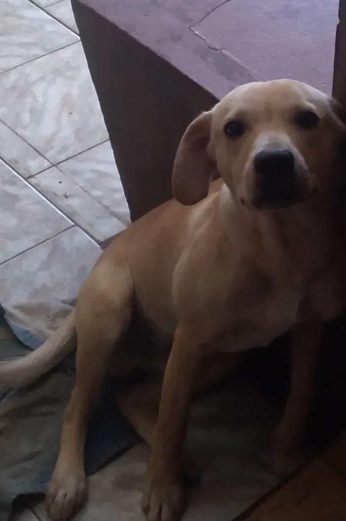 Cachorro ra a Não sei idade 7 a 11 meses nome Mike