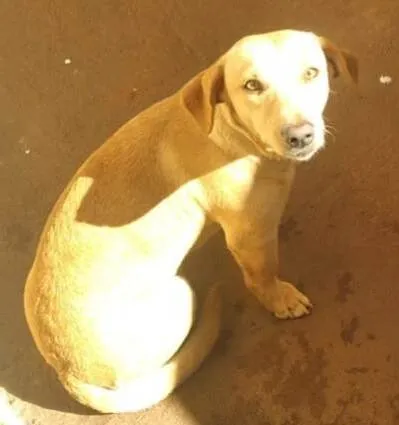 Cachorro ra a Não sei idade 7 a 11 meses nome Maya