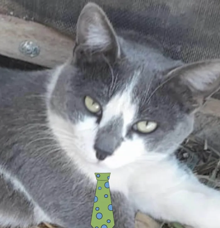 Gato ra a Mestico  idade 7 a 11 meses nome Ramon 