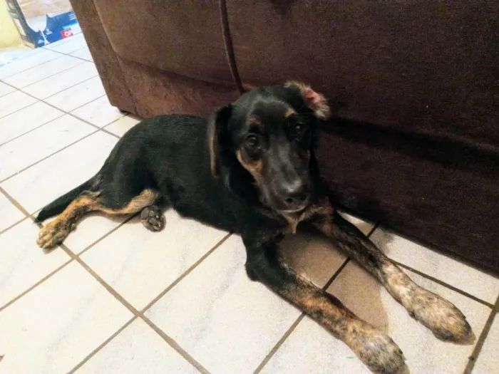 Cachorro ra a Sem raça definida idade 1 ano nome Max