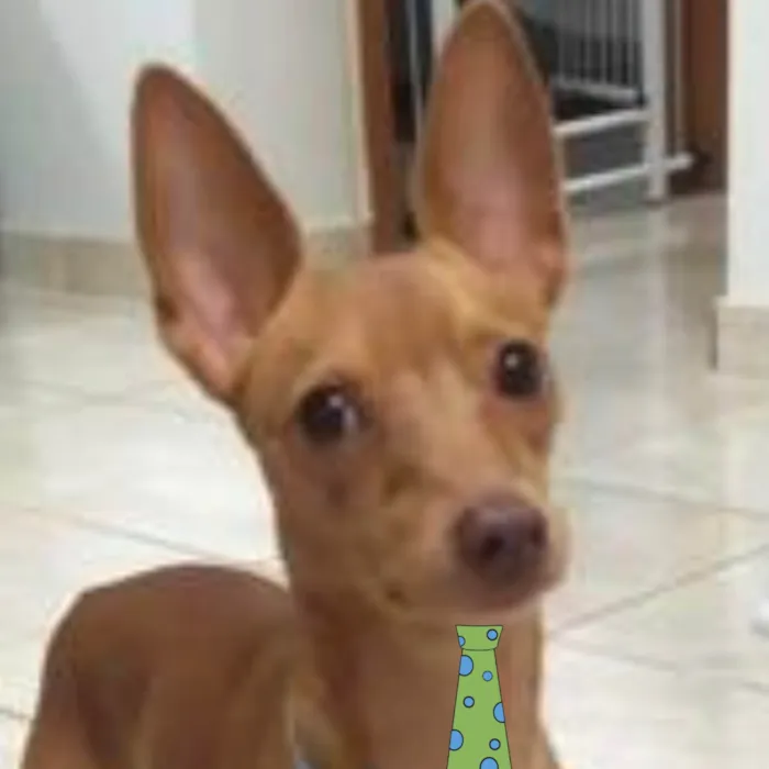 Cachorro ra a Pinscher idade 1 ano nome Pingo 