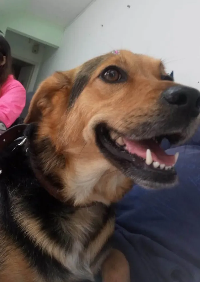 Cachorro ra a SRD-ViraLata idade 5 anos nome Andra