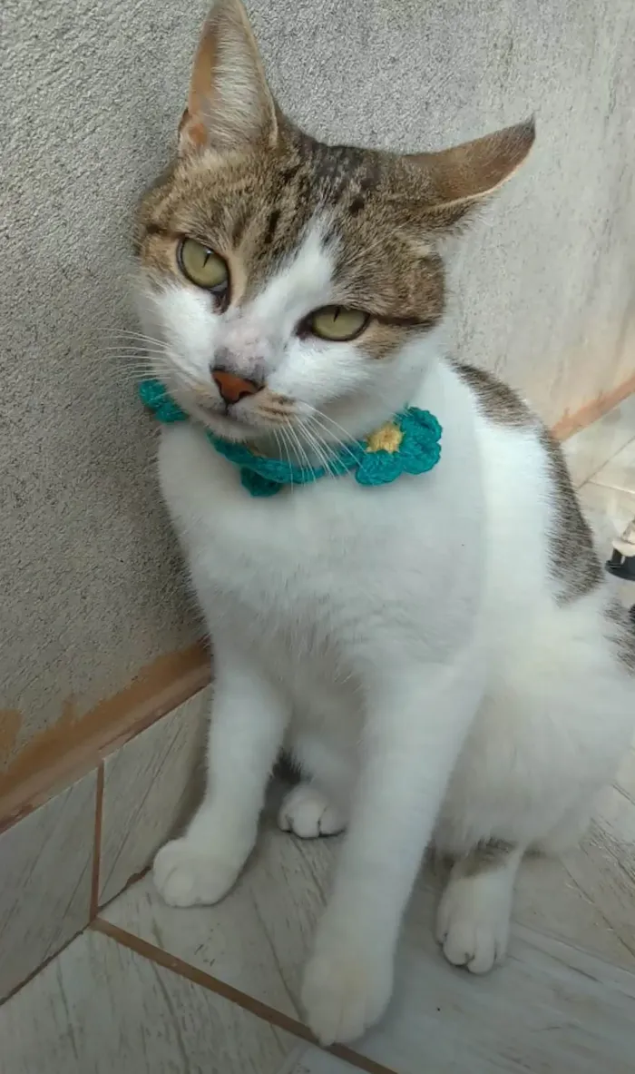 Gato ra a SRD-ViraLata idade 2 anos nome Iris