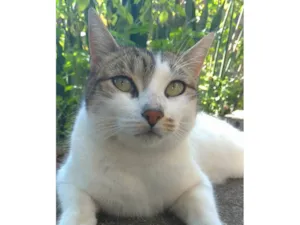 Gato raça SRD-ViraLata idade 2 anos nome Iris