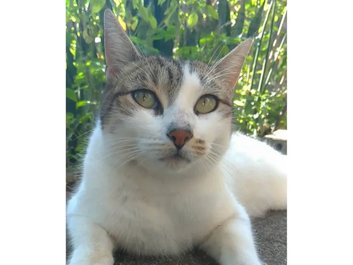 Gato ra a SRD-ViraLata idade 2 anos nome Iris