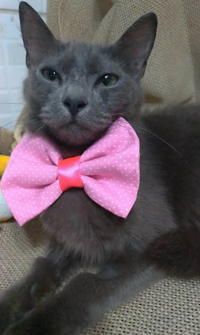 Gato ra a SRD-ViraLata idade 7 a 11 meses nome Prana