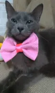 Prana