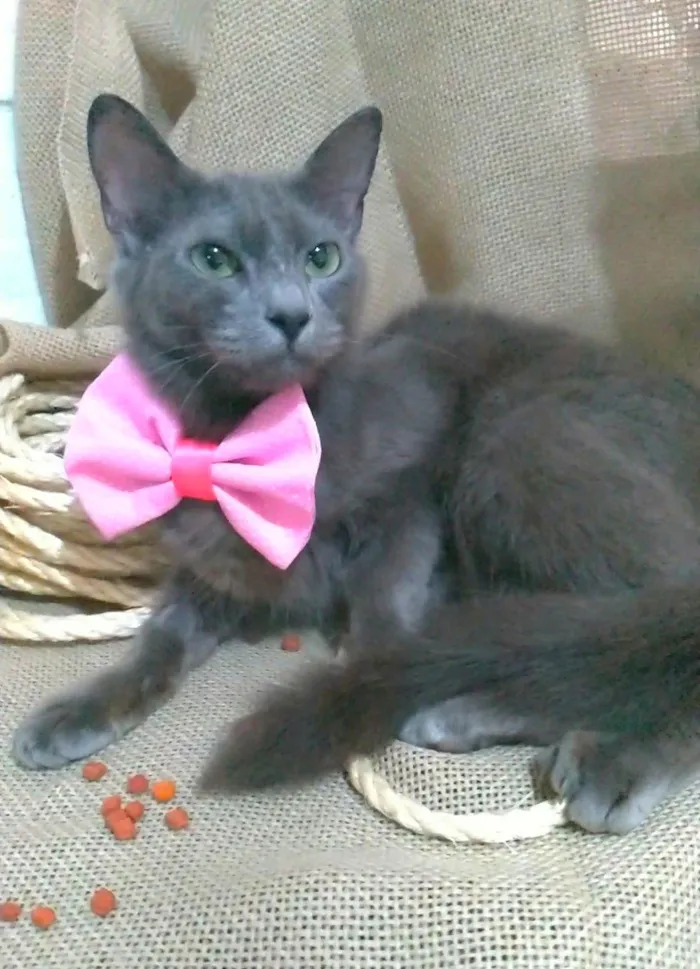 Gato ra a SRD-ViraLata idade 7 a 11 meses nome Prana