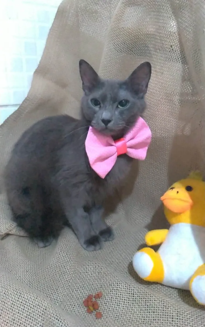Gato ra a SRD-ViraLata idade 7 a 11 meses nome Prana