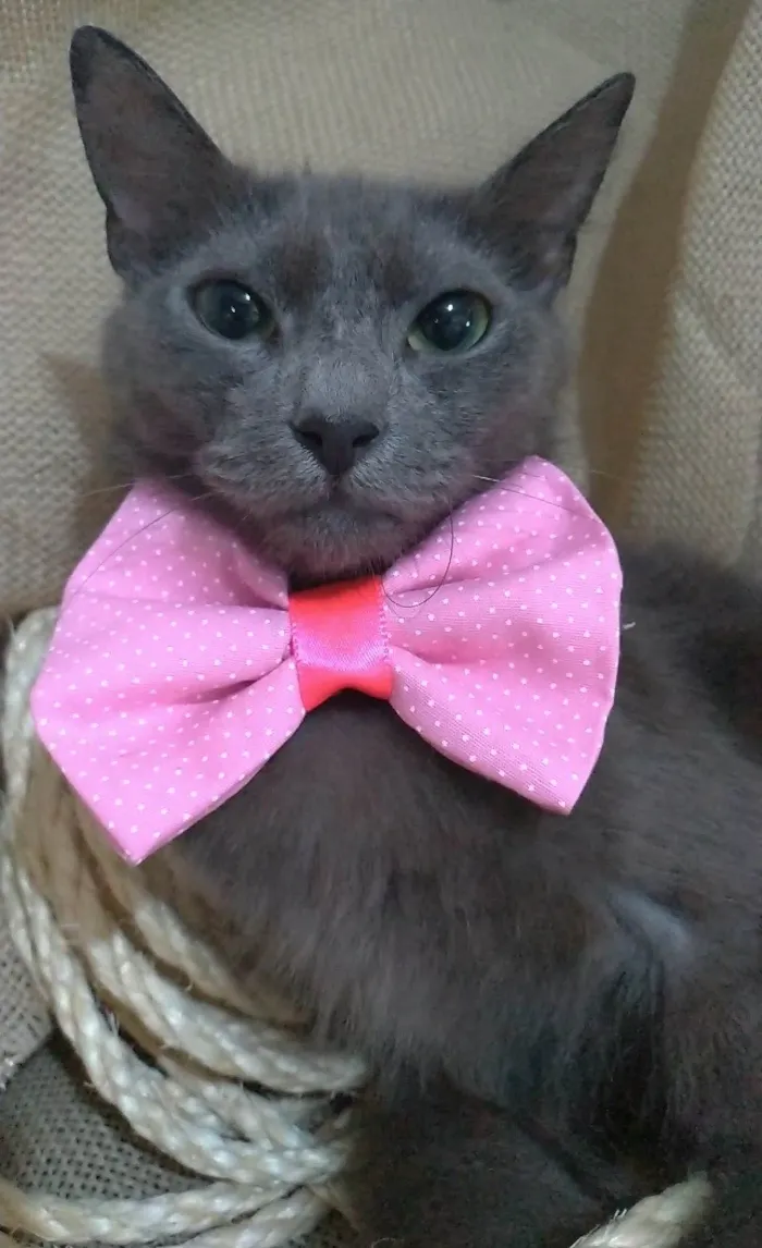 Gato ra a SRD-ViraLata idade 7 a 11 meses nome Prana