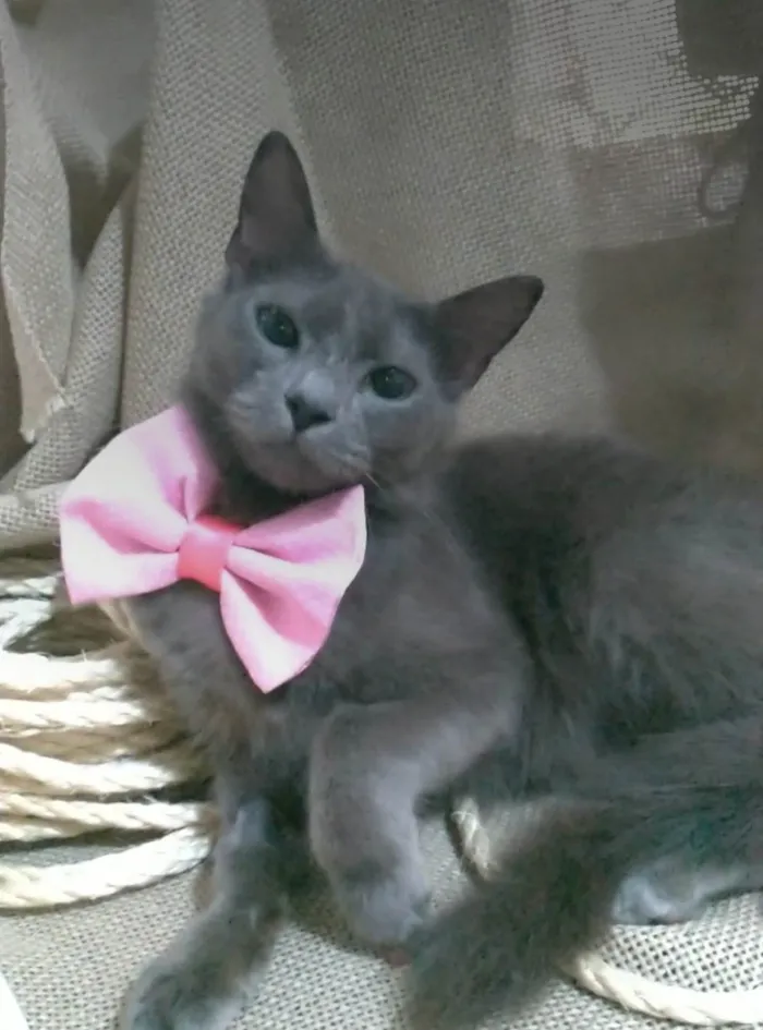 Gato ra a SRD-ViraLata idade 7 a 11 meses nome Prana