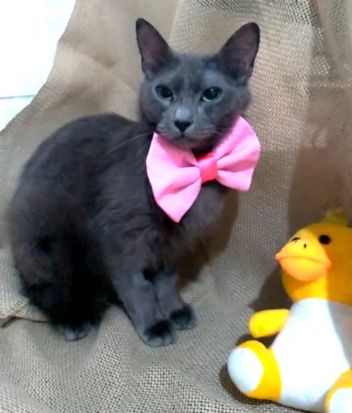 Gato ra a SRD-ViraLata idade 7 a 11 meses nome Prana