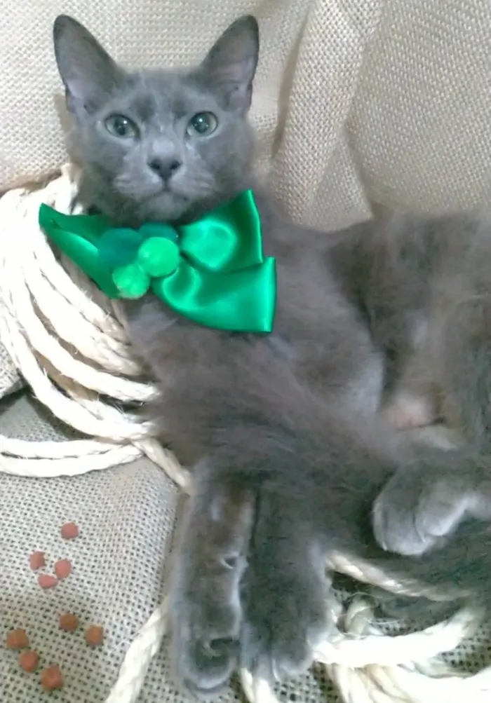 Gato ra a SRD-ViraLata idade 7 a 11 meses nome Prana