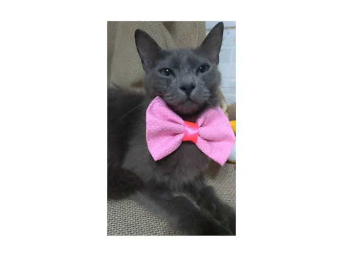 Gato ra a SRD-ViraLata idade 7 a 11 meses nome Prana