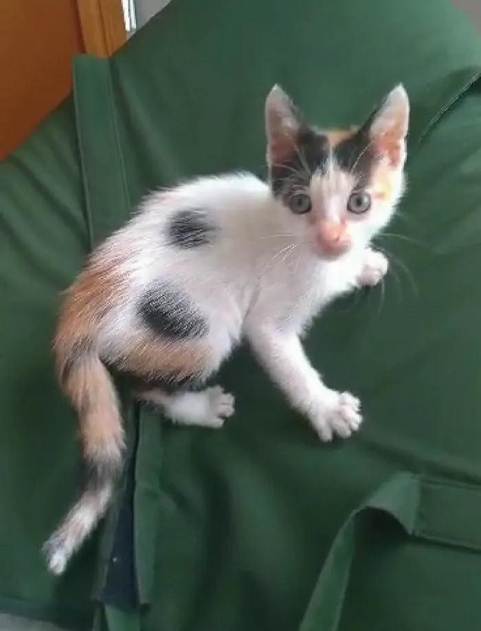 Gato ra a SRD-ViraLata idade 2 a 6 meses nome Nadine